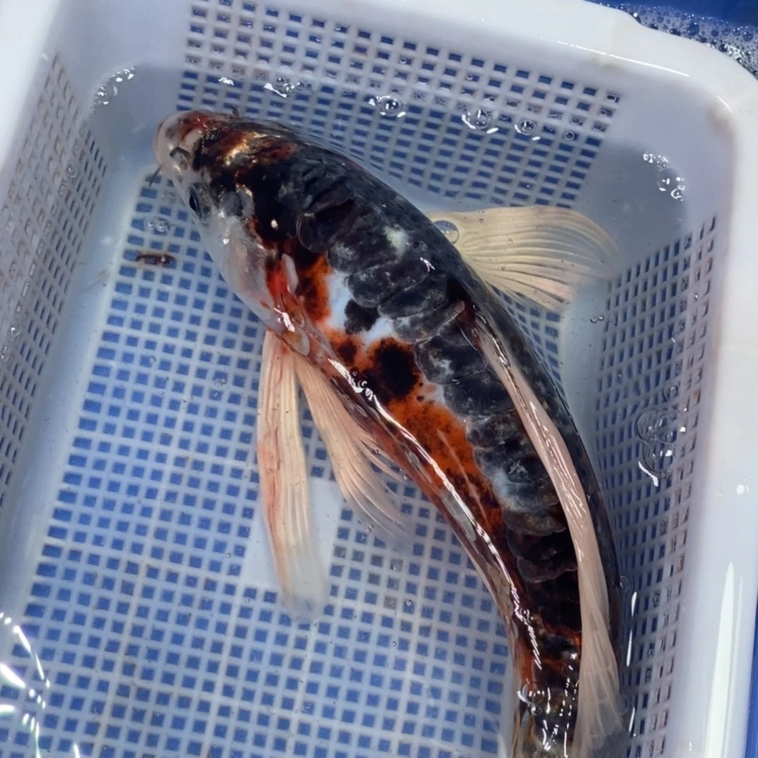 锦鲤冷水锦鲤包邮
