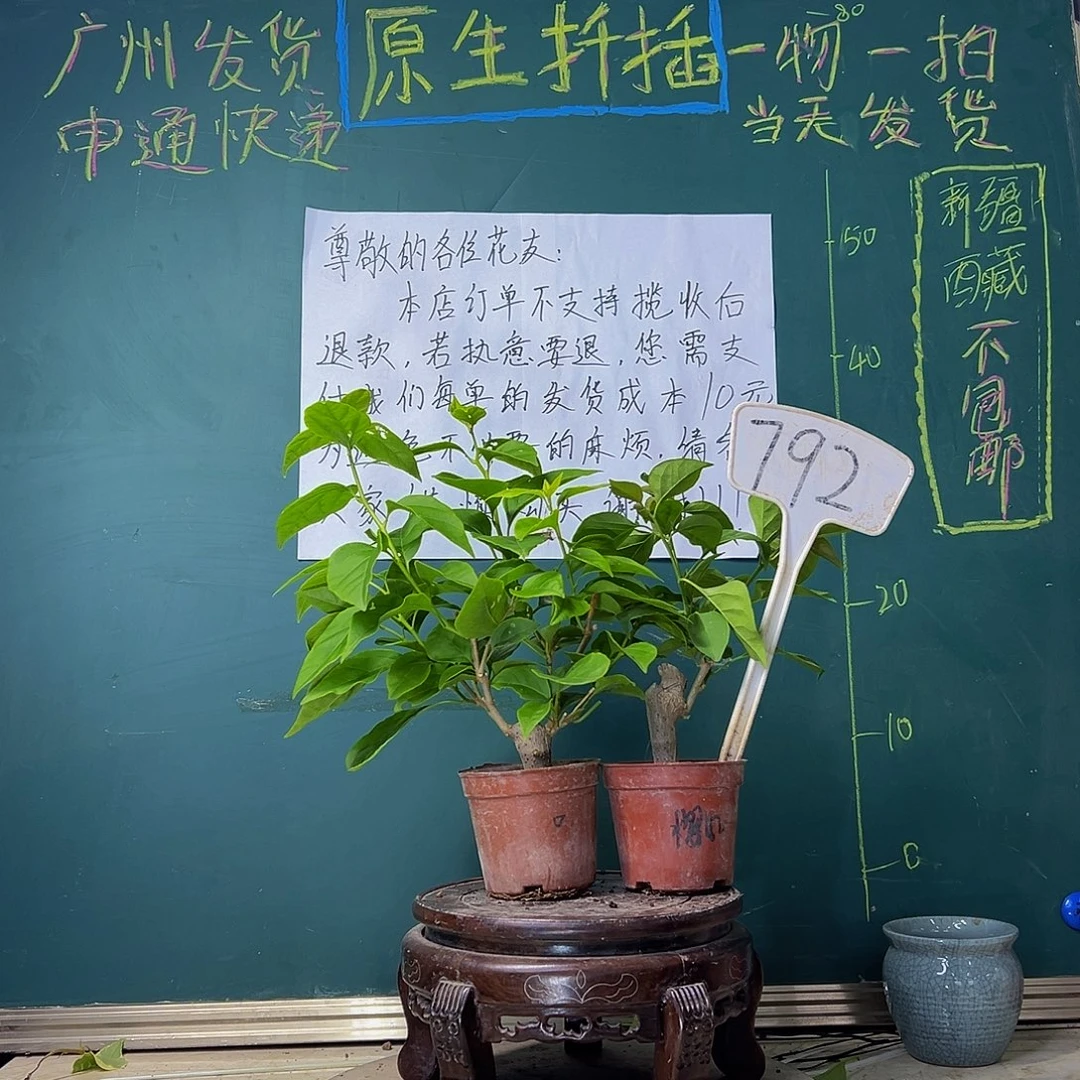 当前无花栽培后可以开花口红掌中宝 樱红掌中宝792