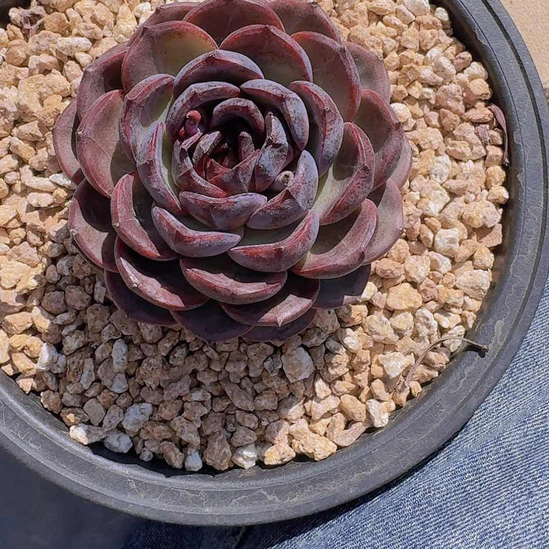 米*丫1948黑橙多肉植物