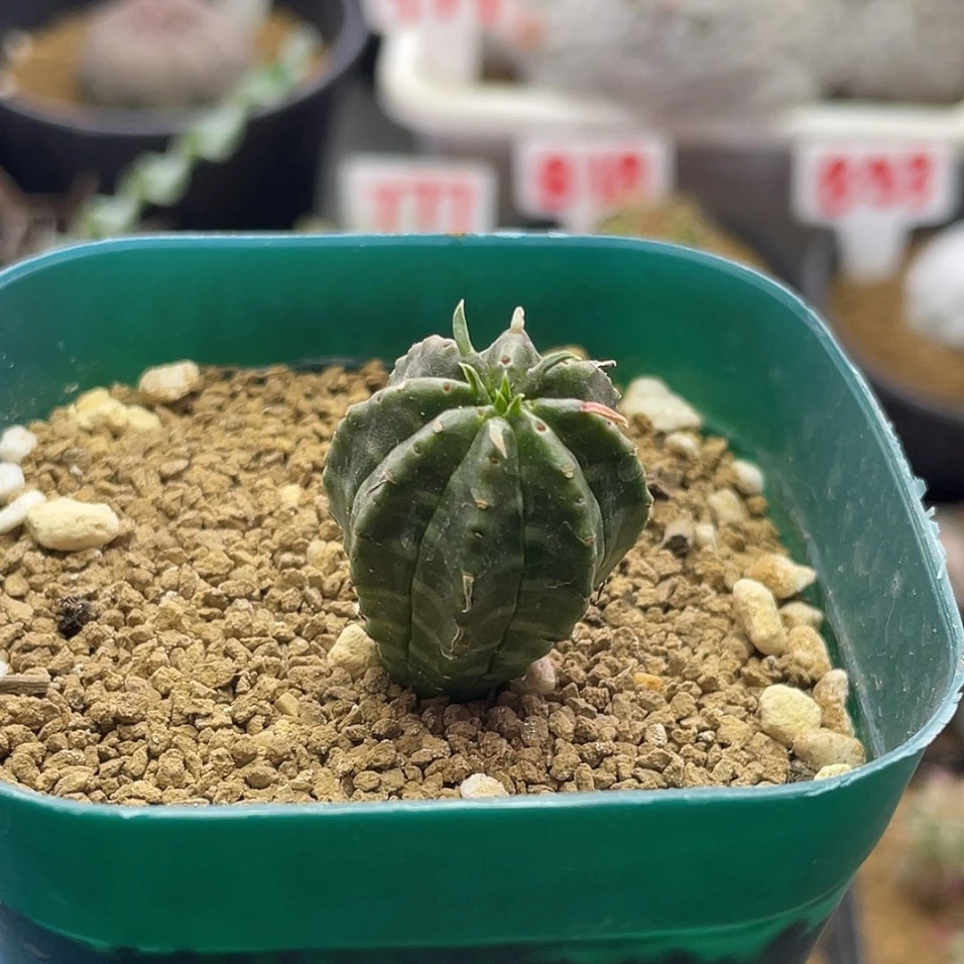 实生坤坤法丽达仙人球