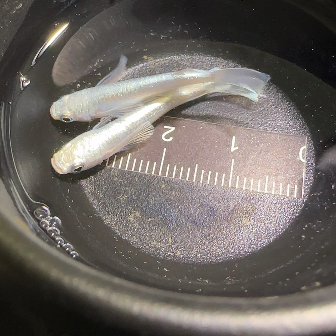 青鳉鱼观背青鱂一物一拍101