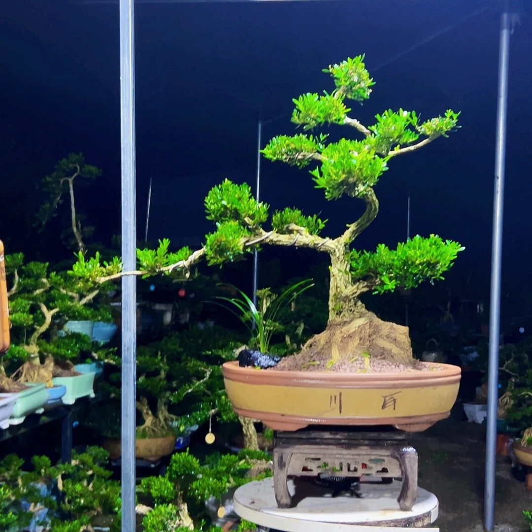 无花朵黄杨木