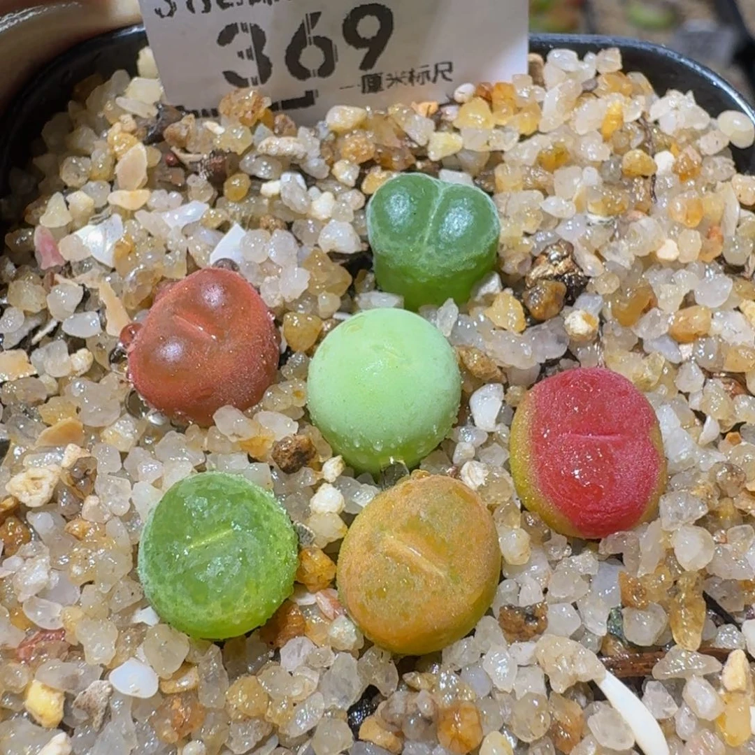 Ssss精品生石花369