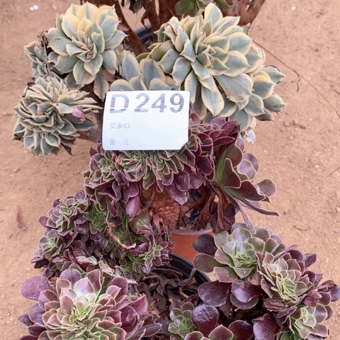 缀化三颗法师多肉植物249