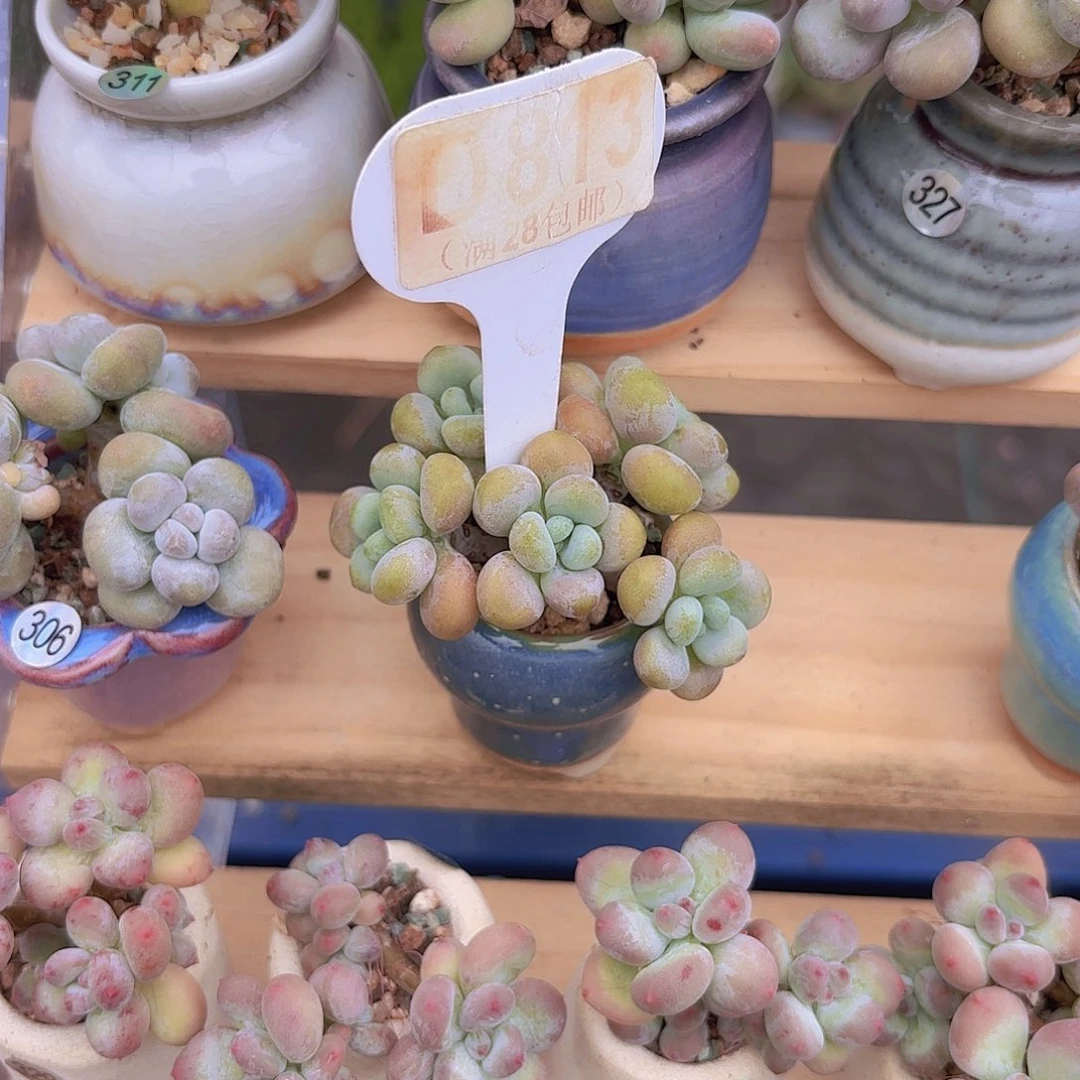 C813洛神一物一拍