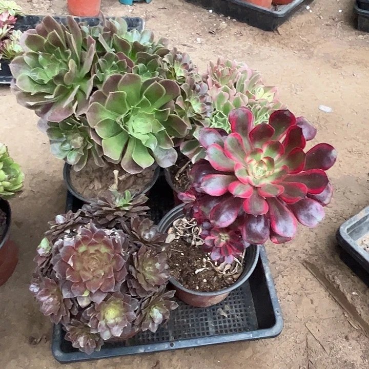 144多肉植物瑕疵特价，