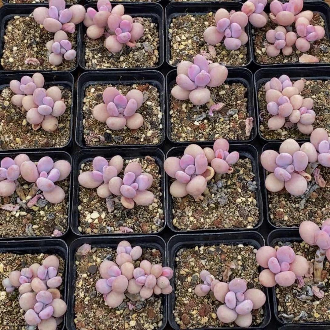 288多肉植物保护研究所所长助理