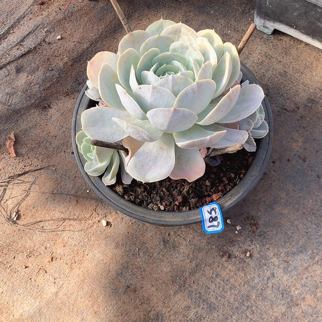 587圣卡 一物一拍多肉