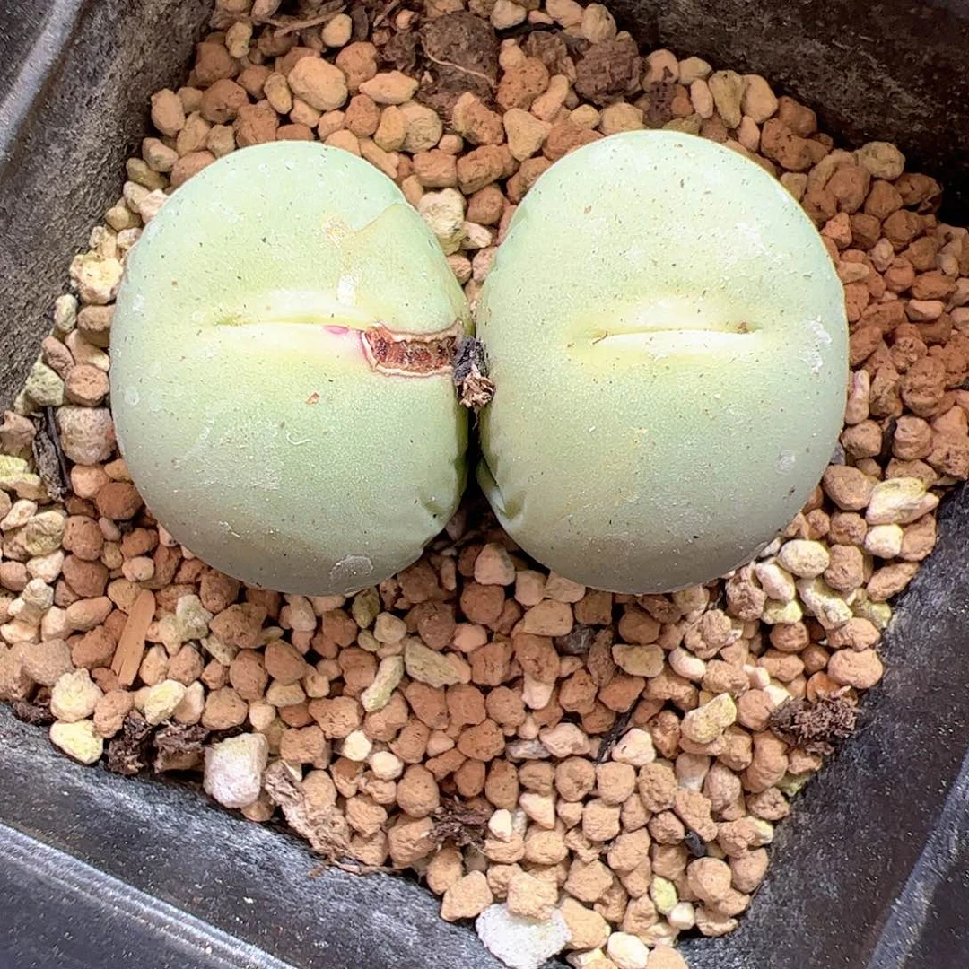 【闪购商品】128 开播福利