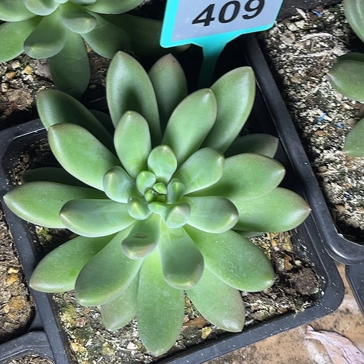 好****多肉植物橙色奇迹409