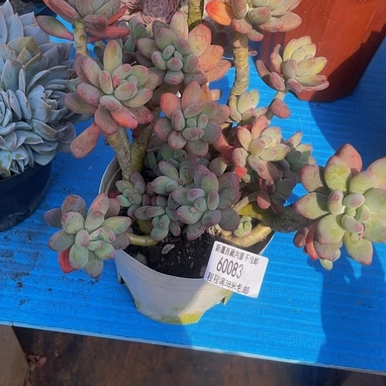 静*苹果美人60083多肉