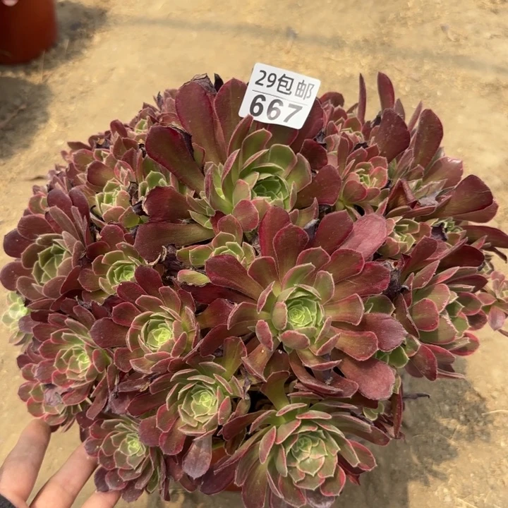 安娜……多肉植物……