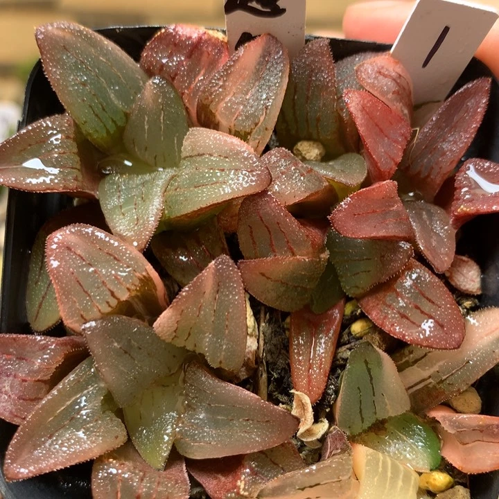 1号超级克一物一拍带盆