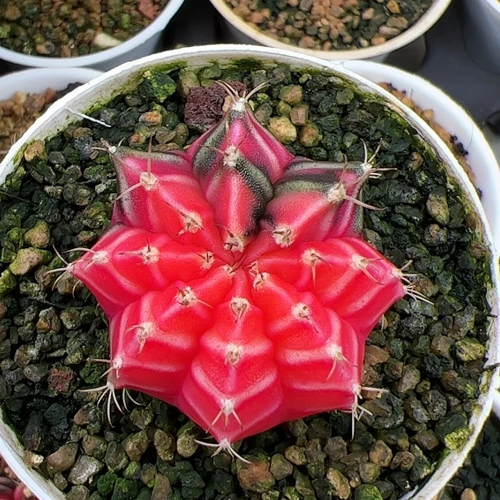 当前无花朵，栽培后可花朵