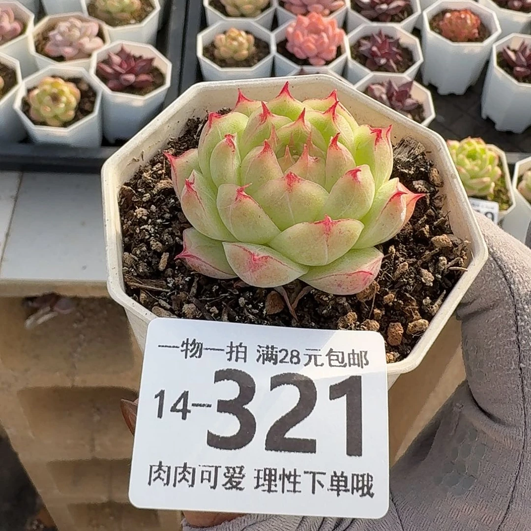莲华无盆土发货无