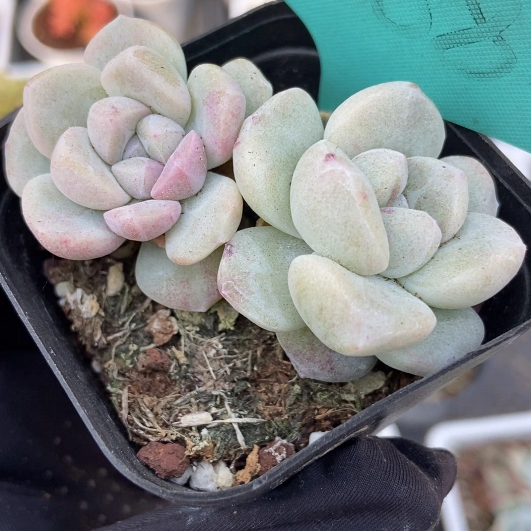 1568冰玉石化锦多肉