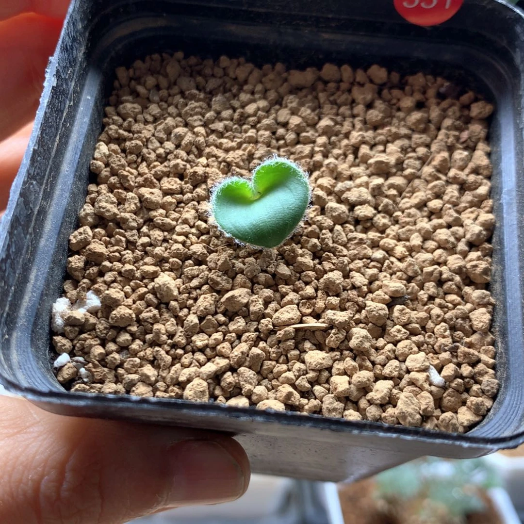 毛爱心雾冰玉带盆多肉