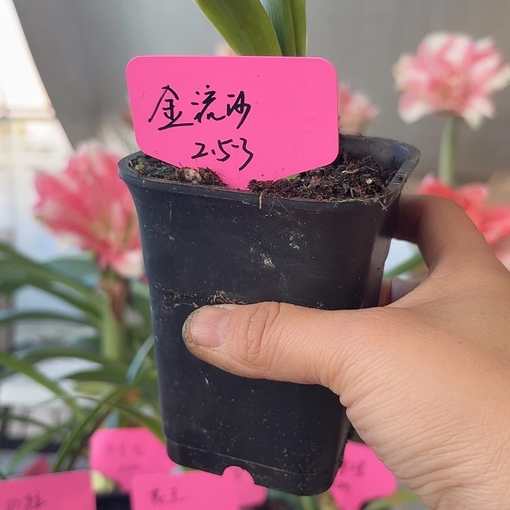 无花朵金流沙朱顶红直径2.5-3