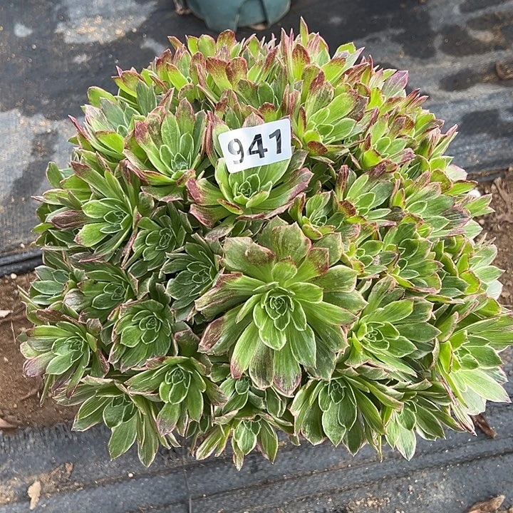 多肉植物万彩灯941