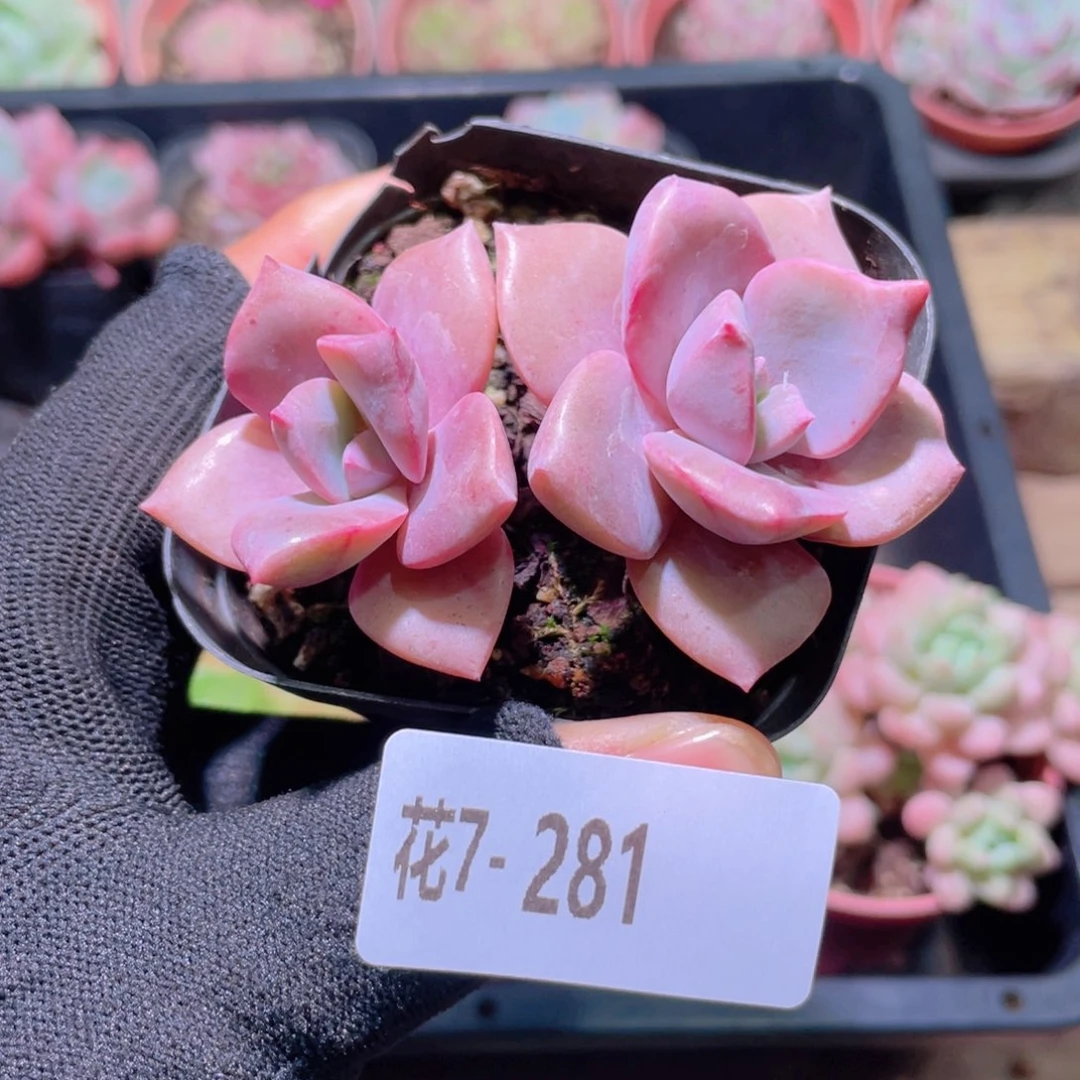 花利美7-281彩虹糖