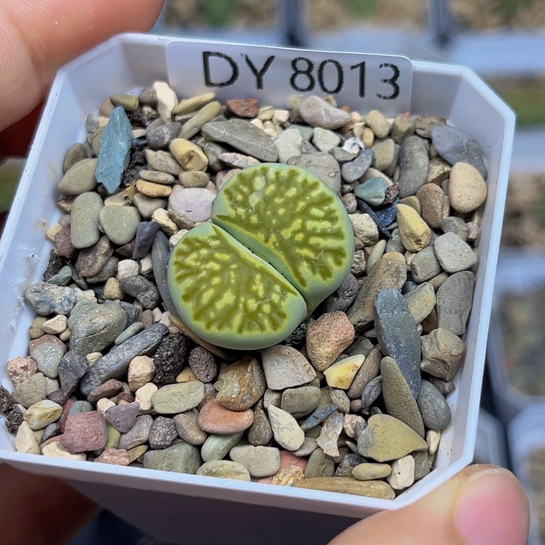 一物一拍绿菊8013
