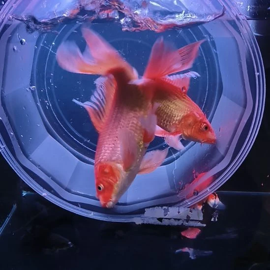 海水鱼红色普身蝴蝶鲤