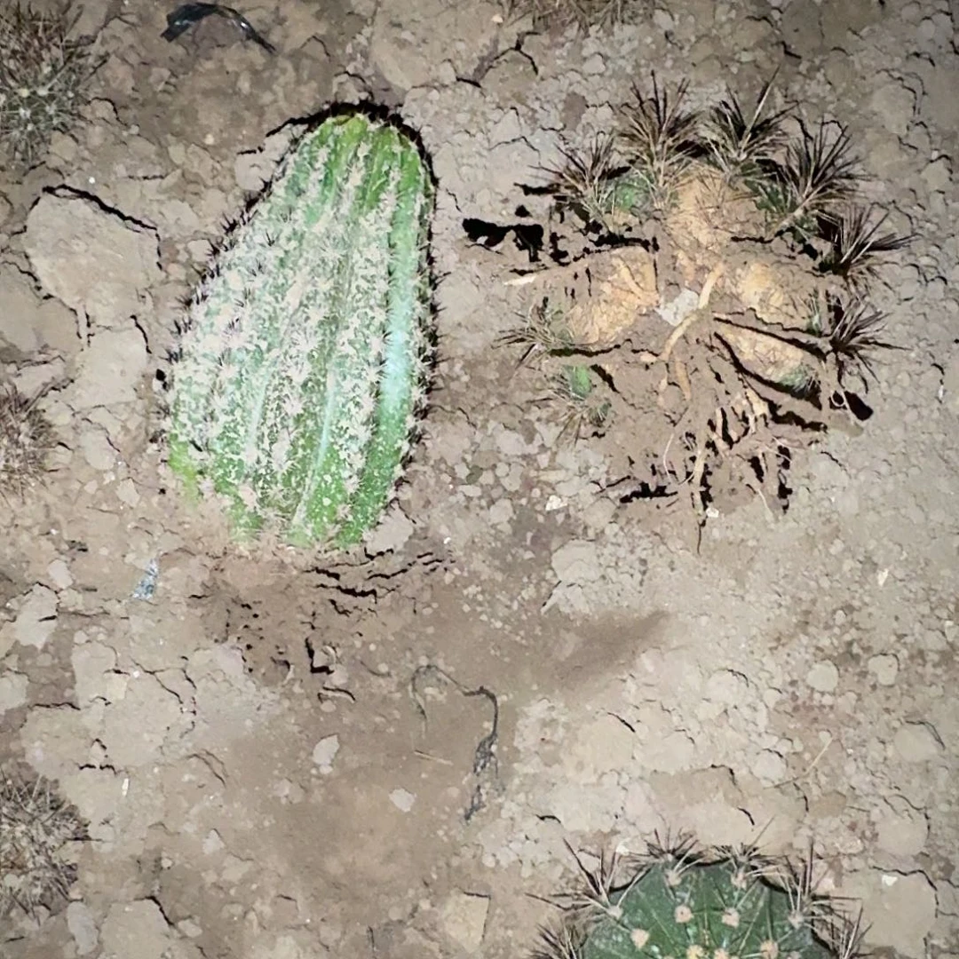 酉***部紫薇星。仙女带根毛花柱