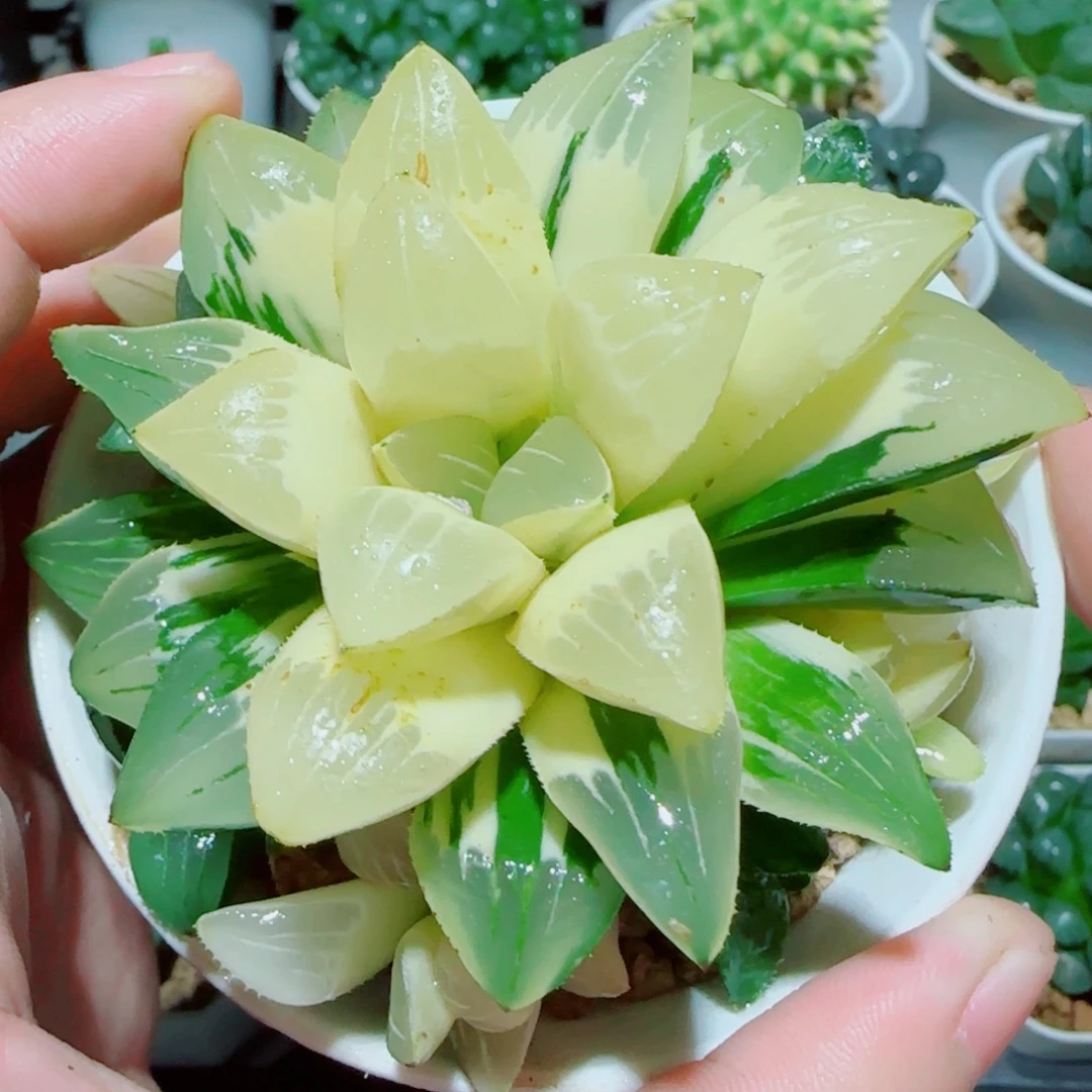 手捧花姬寿锦多肉