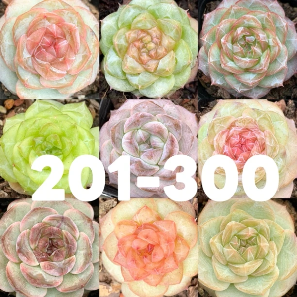 (201-300)溏心珍妮麦秆女王杂交多肉专拍（盆不售后）