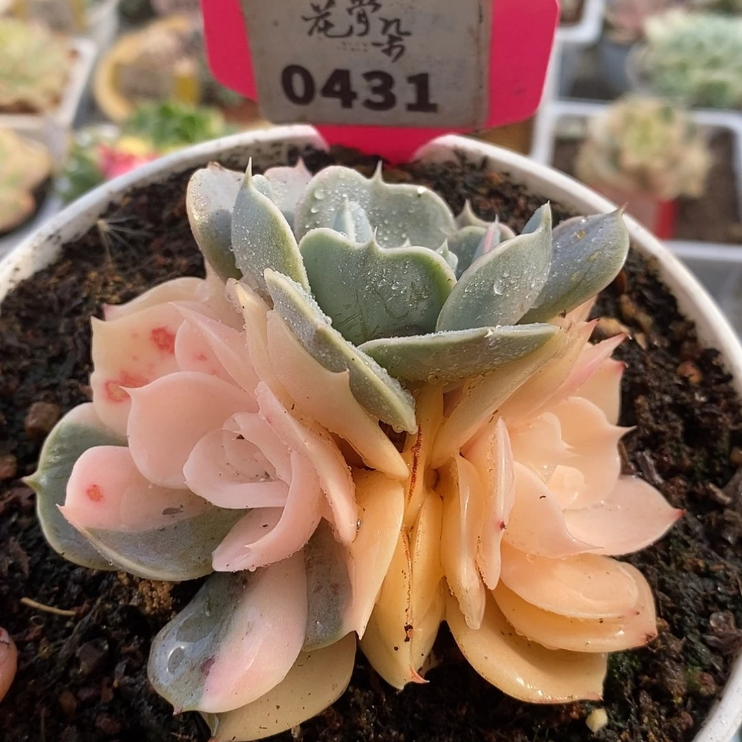 431是哈哈哈哈哈哈哈