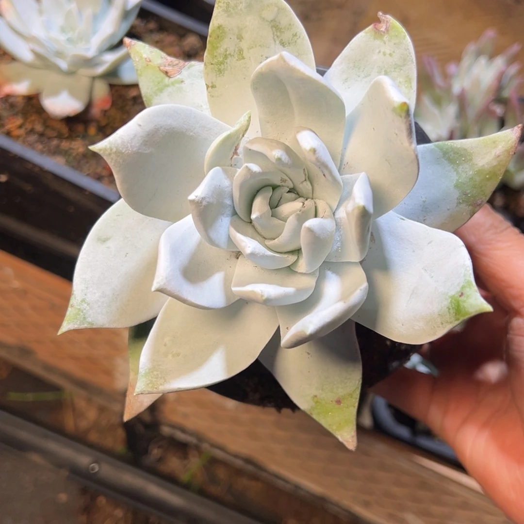 1489哈哈哈哈哈哈哈哈哈哈哈