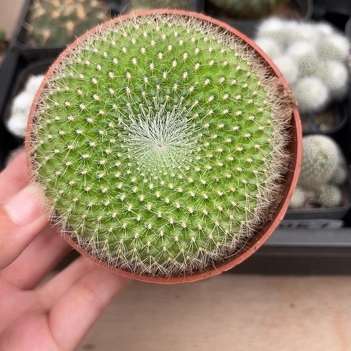 850青雪光仙人球植物
