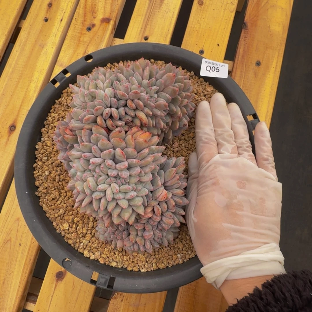 q q q q q q q q q 5