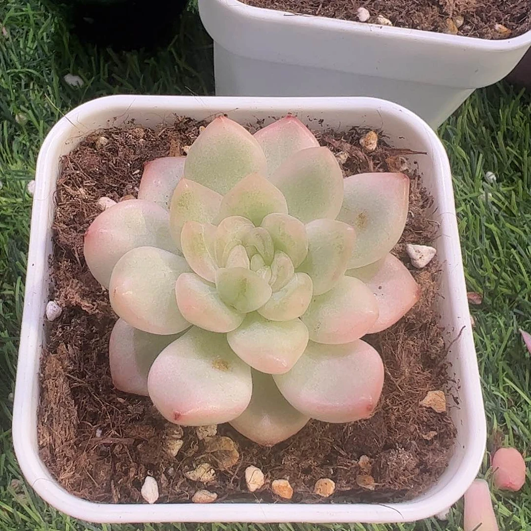 冰月亮多肉植物锦
