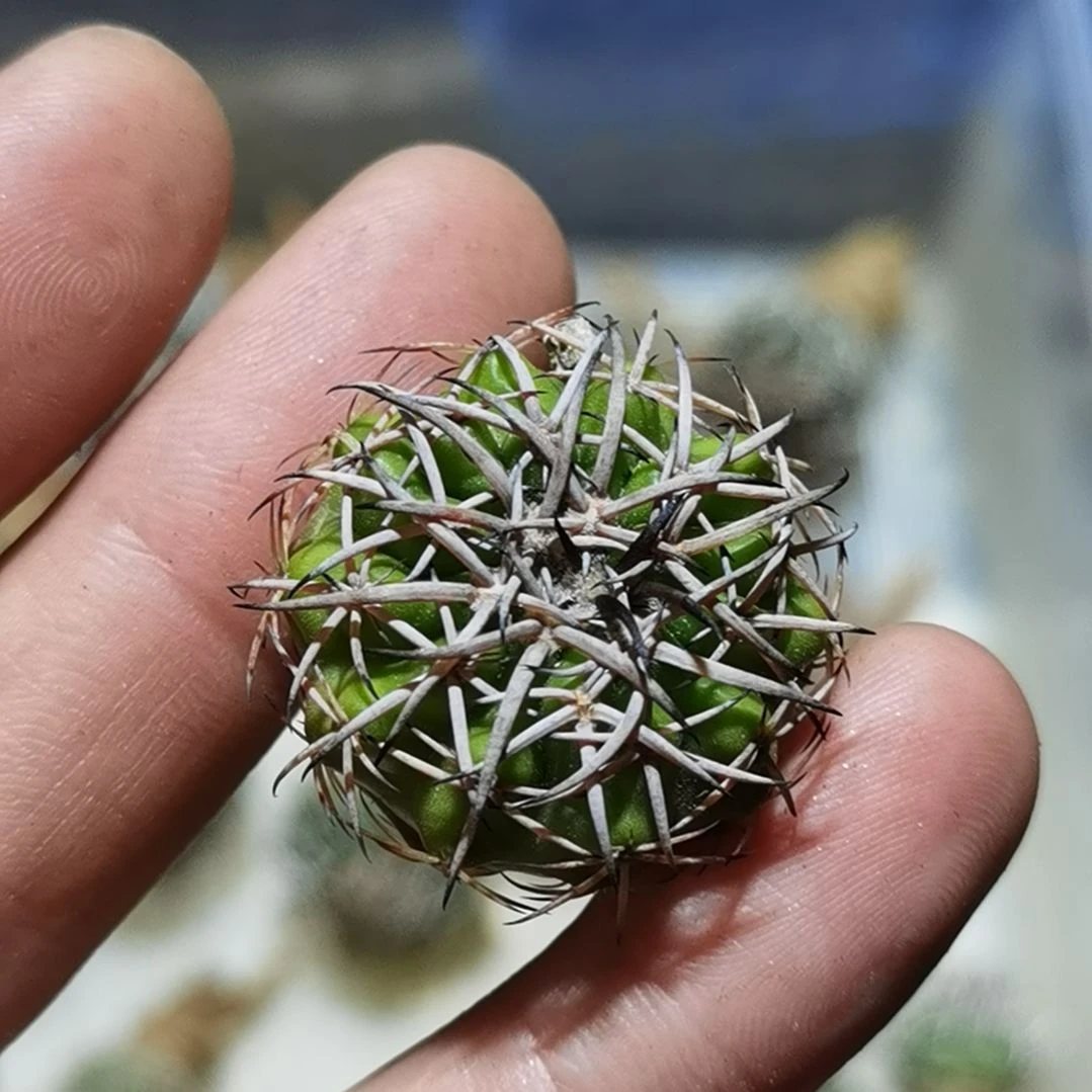 实生圆盘玉一物一拍