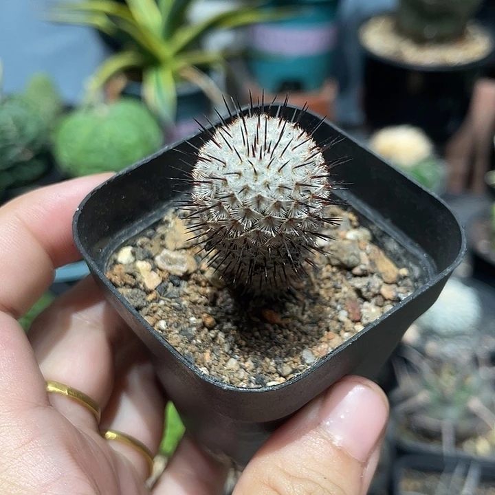 实生直刺佩雷仙人球一颗