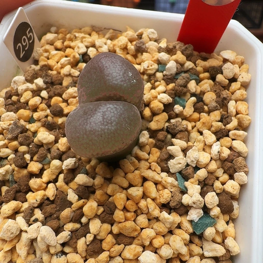 多肉植物福利风铃749