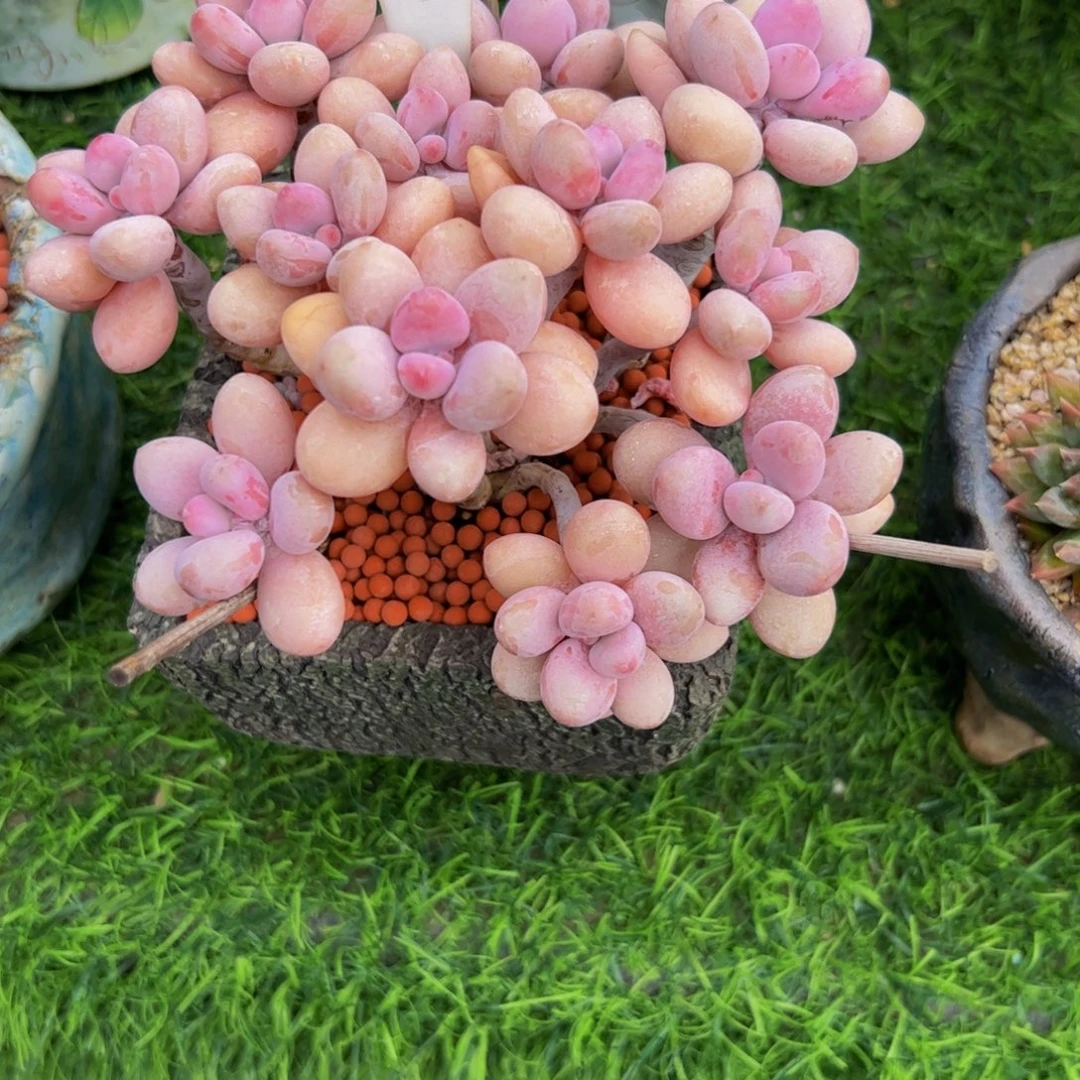 阳***烂小老桩桃蛋多肉植物