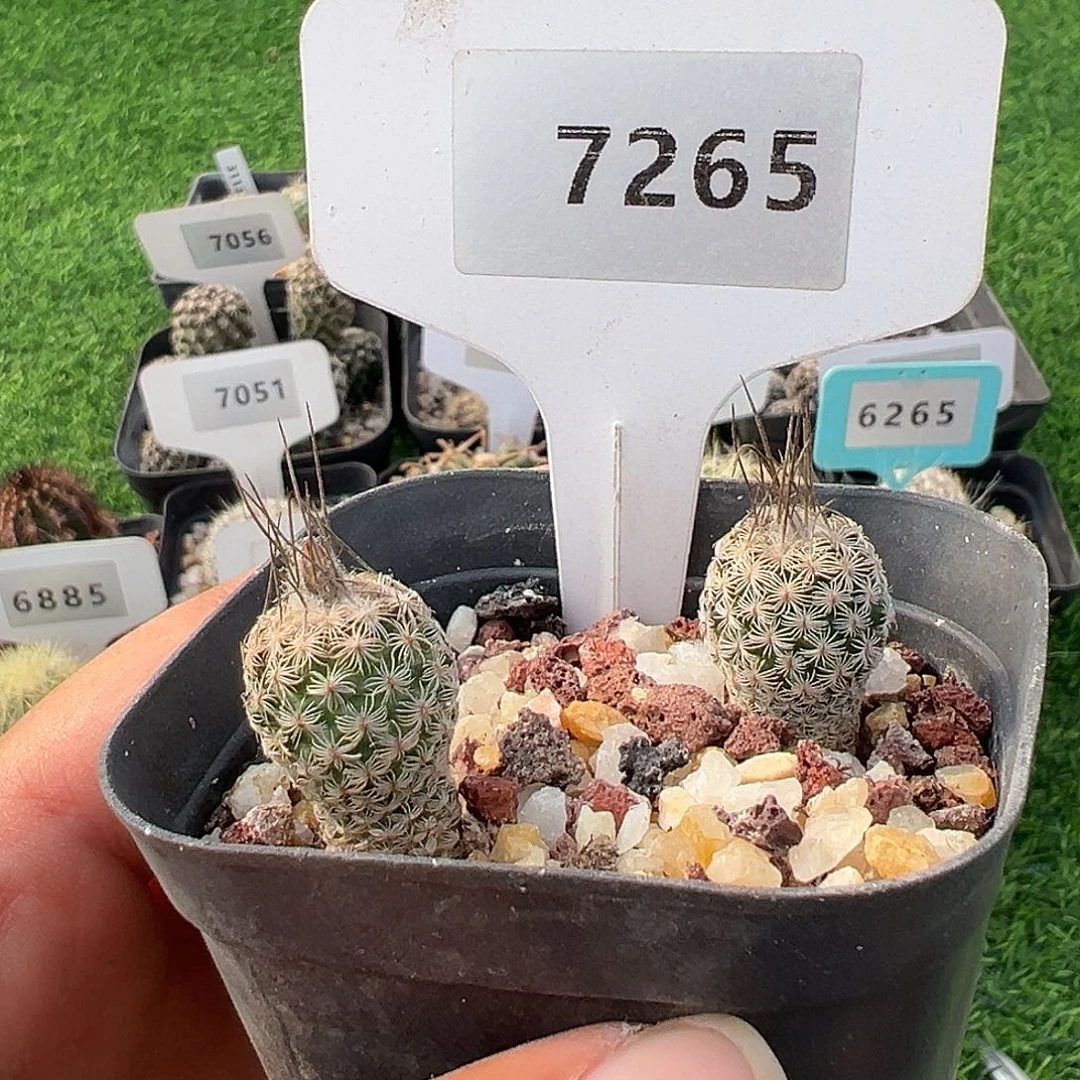 7265 迪克森 2 棵实生清货满 39 包邮，非偏远