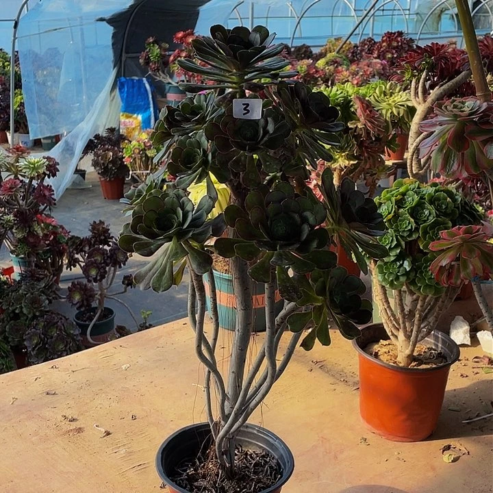 8*法师一个3号福利