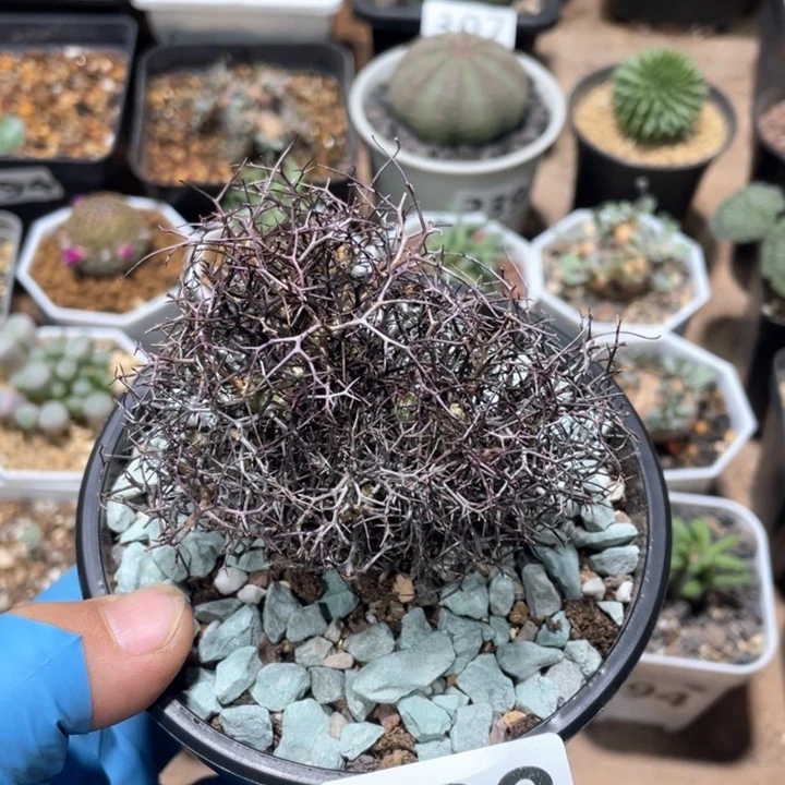 用****2338原地钢丝球万物想