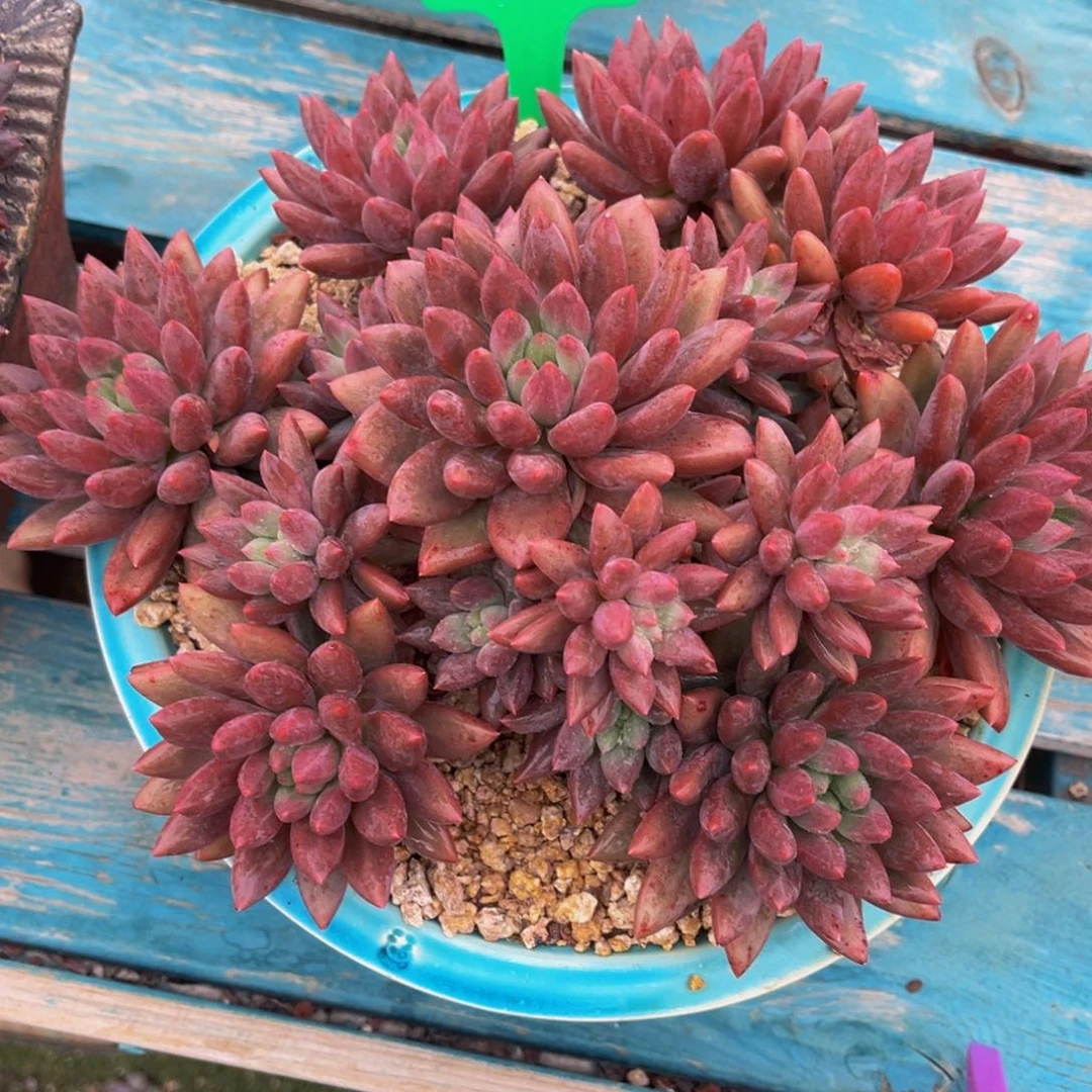 多肉植物一物一拍