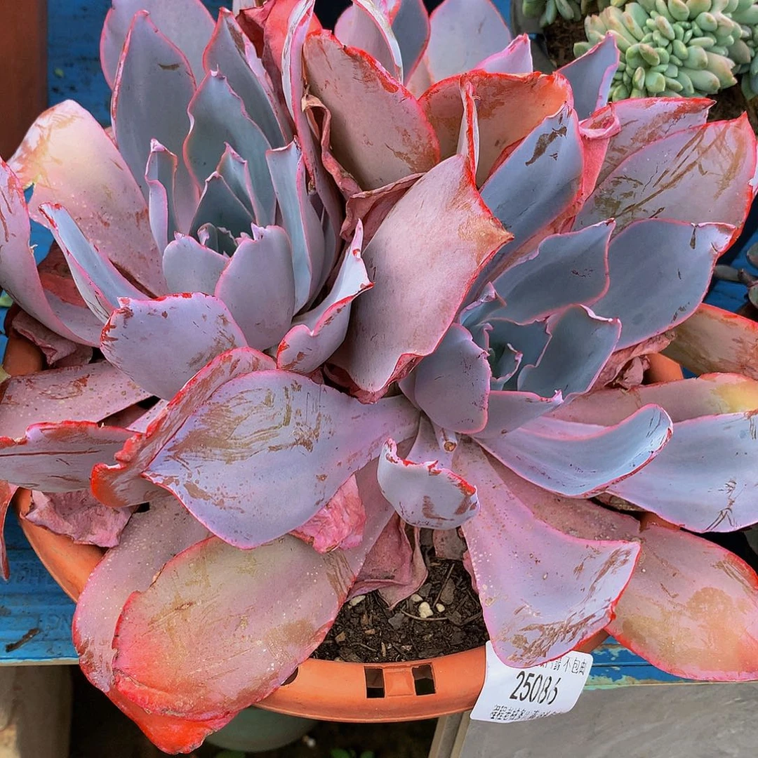 惠***晚霞25086多肉多肉