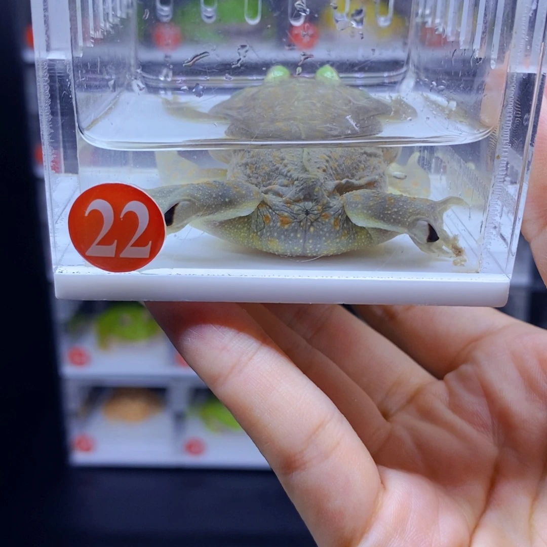 4***7角蛙3-10cm闪购专享链接
