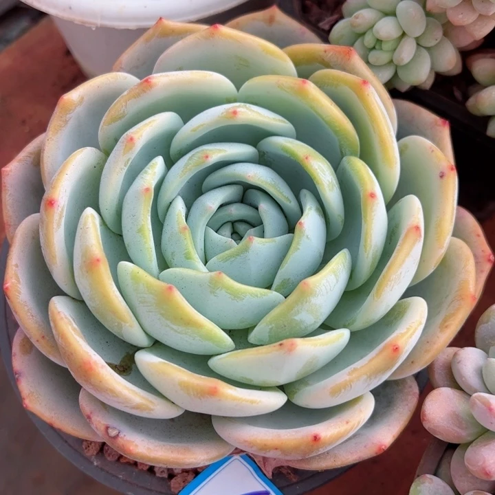 64凤橙平平安安健健康康