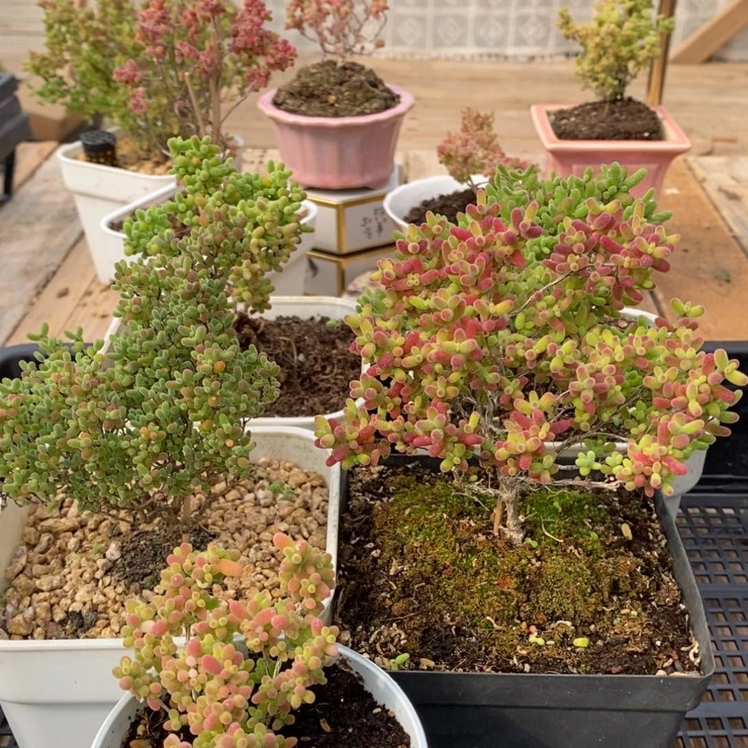 枝干蜜桔糖球来咯472