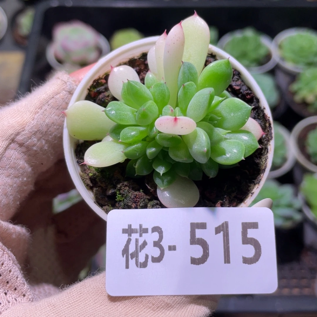 花利美3-515海王