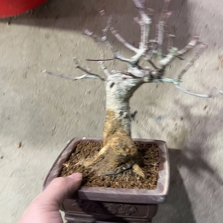 萝***卜发发发发发发发发发