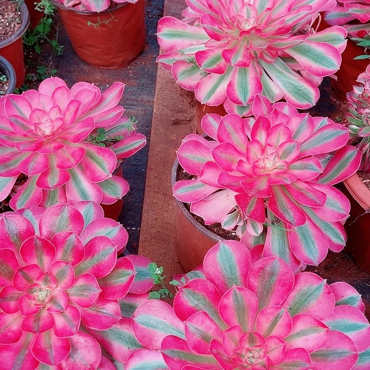 女妖多肉植物大战僵尸