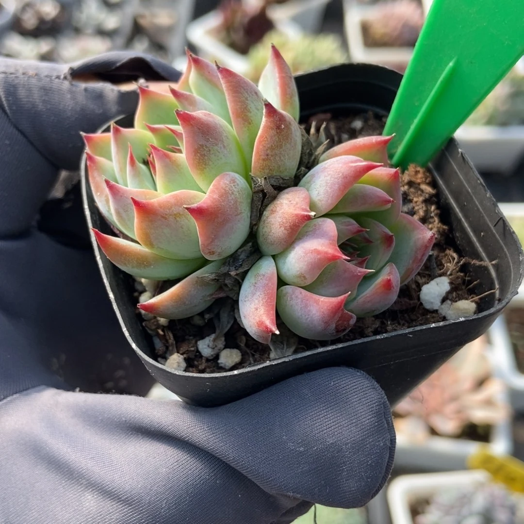 3067侧影多肉植物多肉